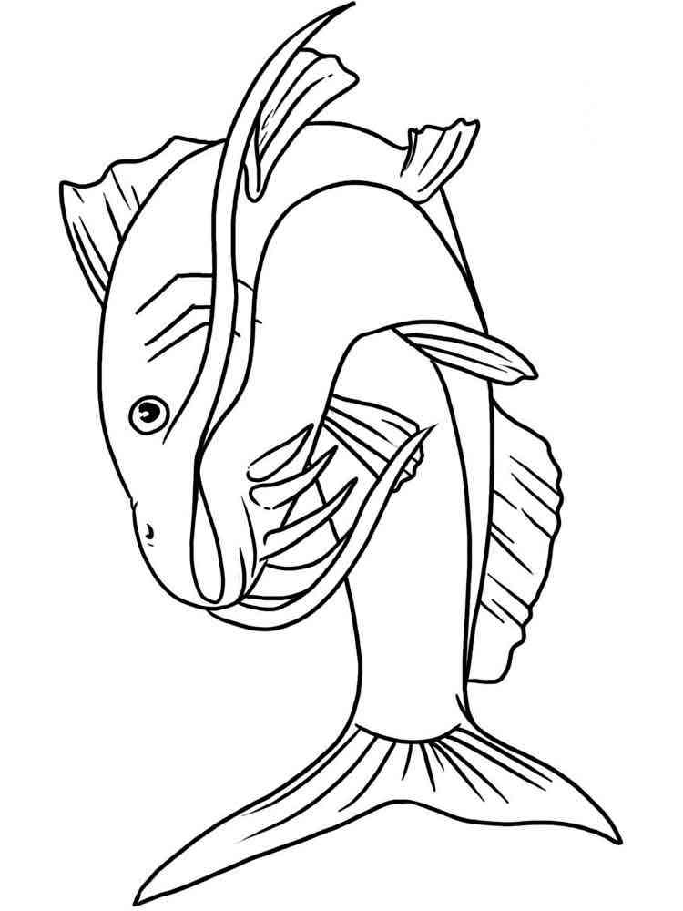 Catfish coloring pages. Download and print Catfish coloring pages.